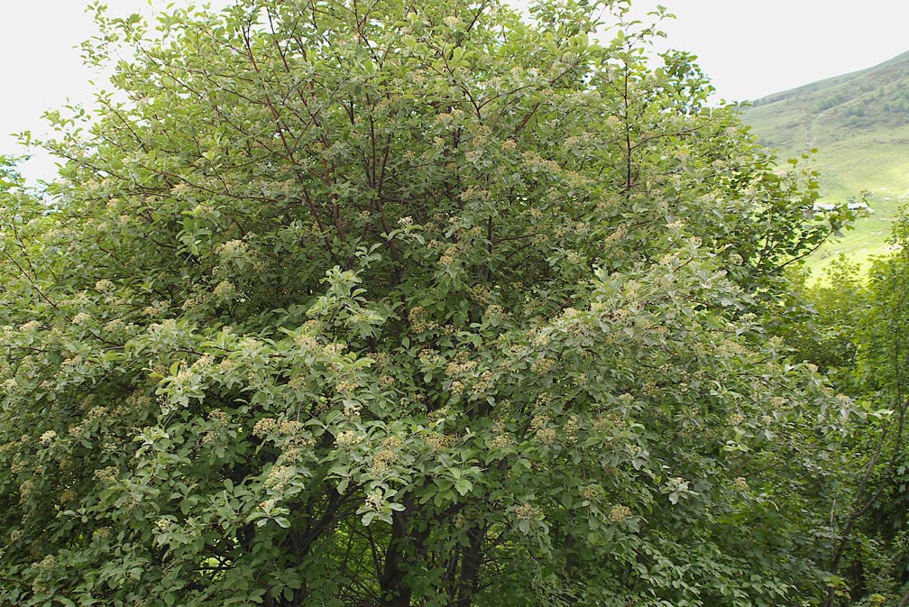 Sorbus aria/Sorbo montano